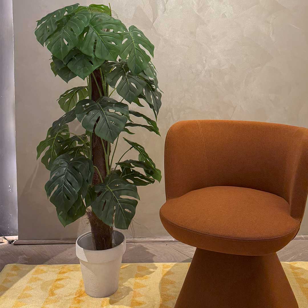 Swiss Cheese Plant