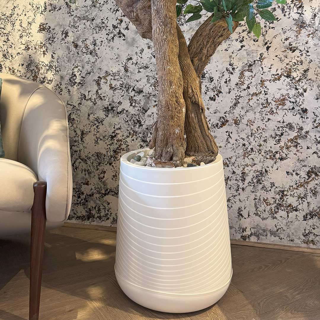 Ficus Tree with Medium Spiral Planter