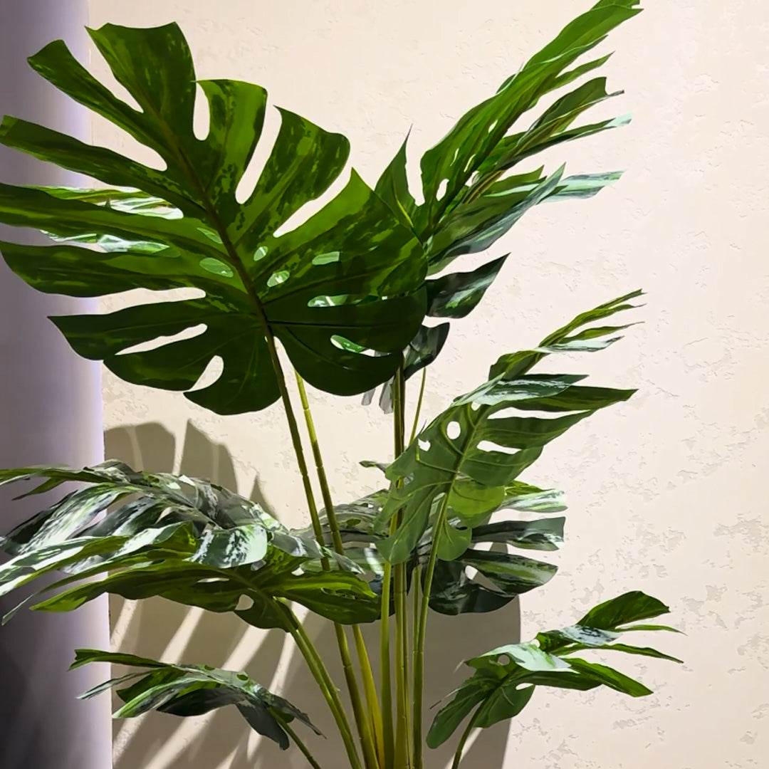 Monsteria Plant with Aura Round Planter