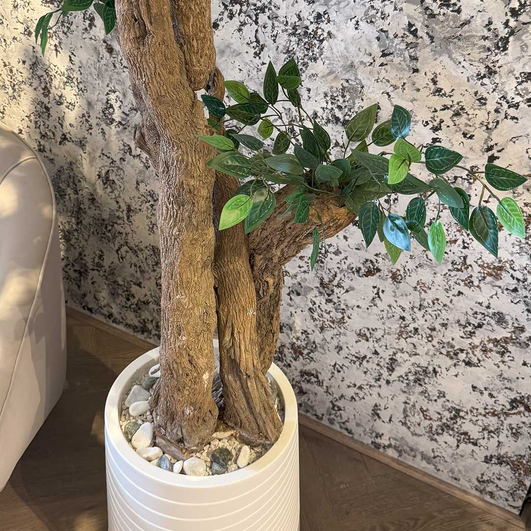 Ficus Tree with Medium Spiral Planter