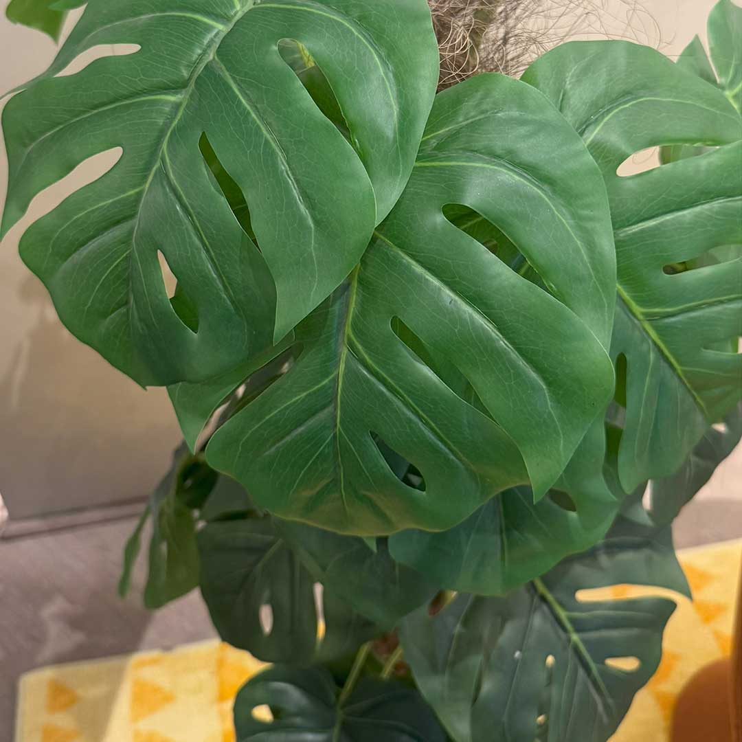Swiss Cheese Plant