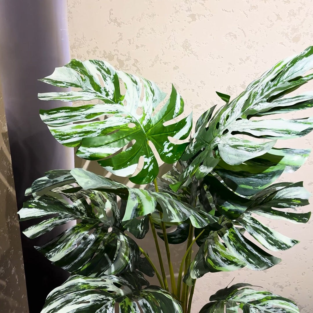 Monsteria Plant with Aura Round Planter