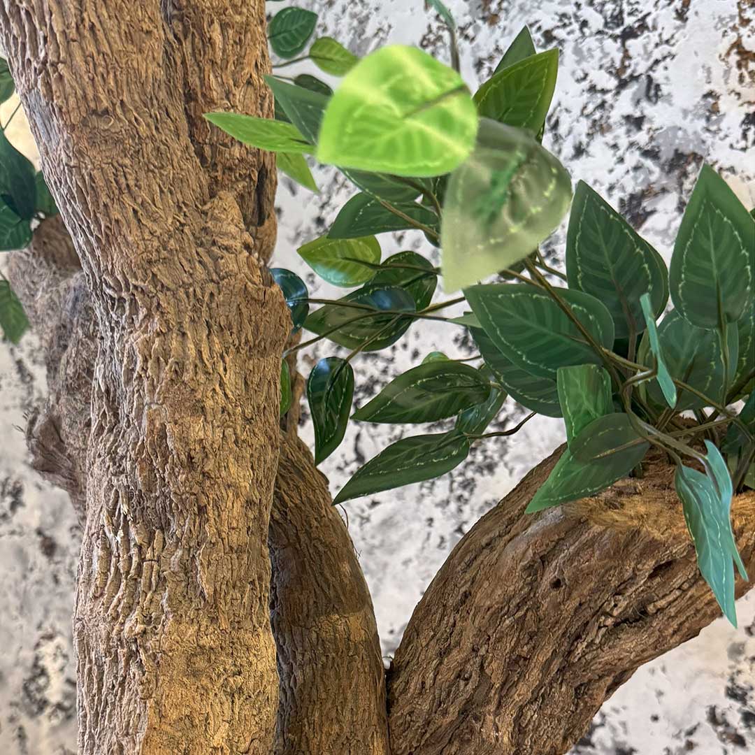 Ficus Tree with Medium Spiral Planter