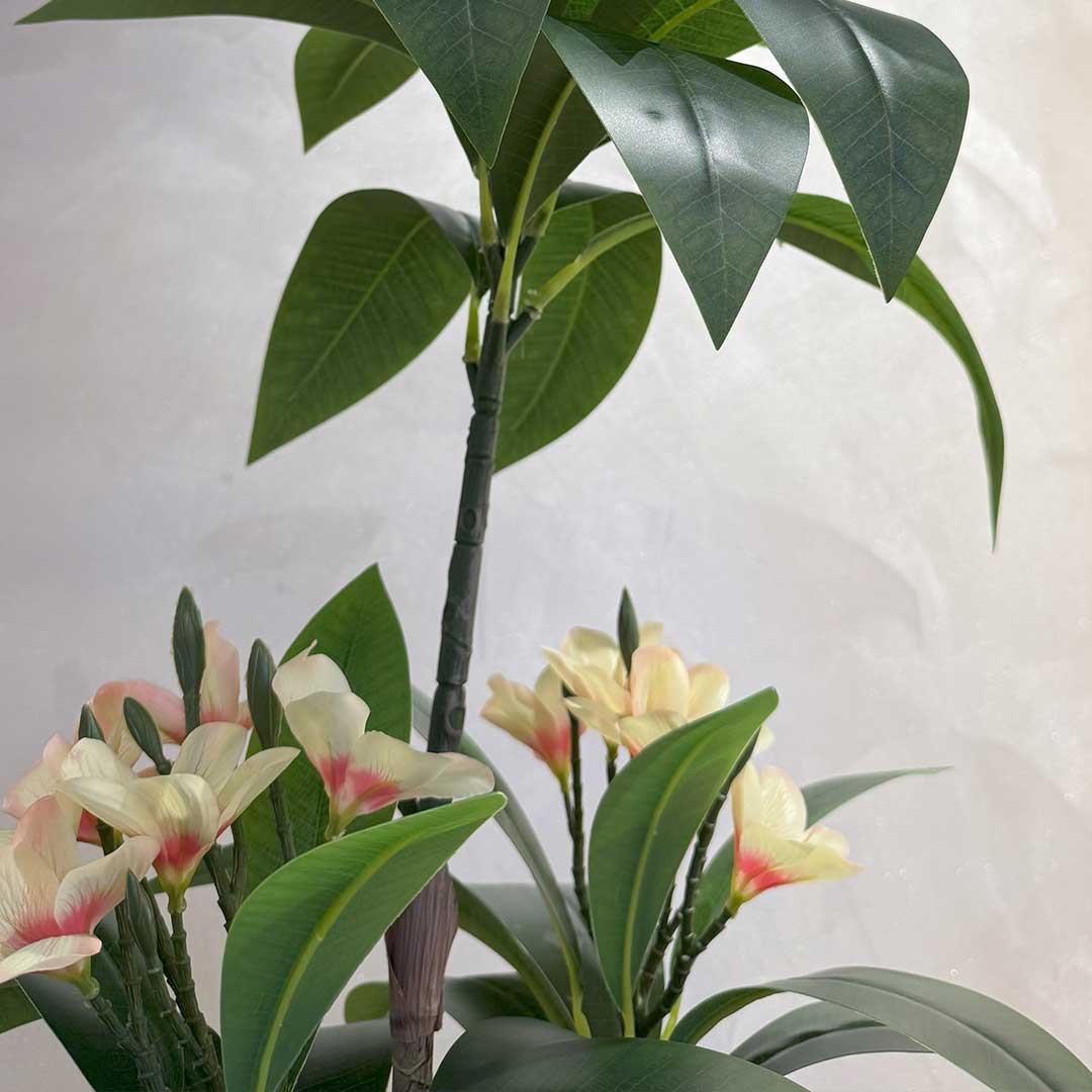 Plumeria Large
