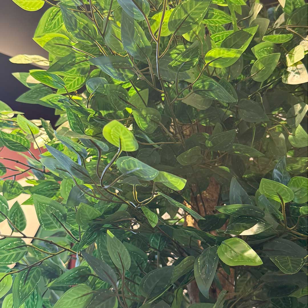 Ficus Tree with Medium Spiral Planter