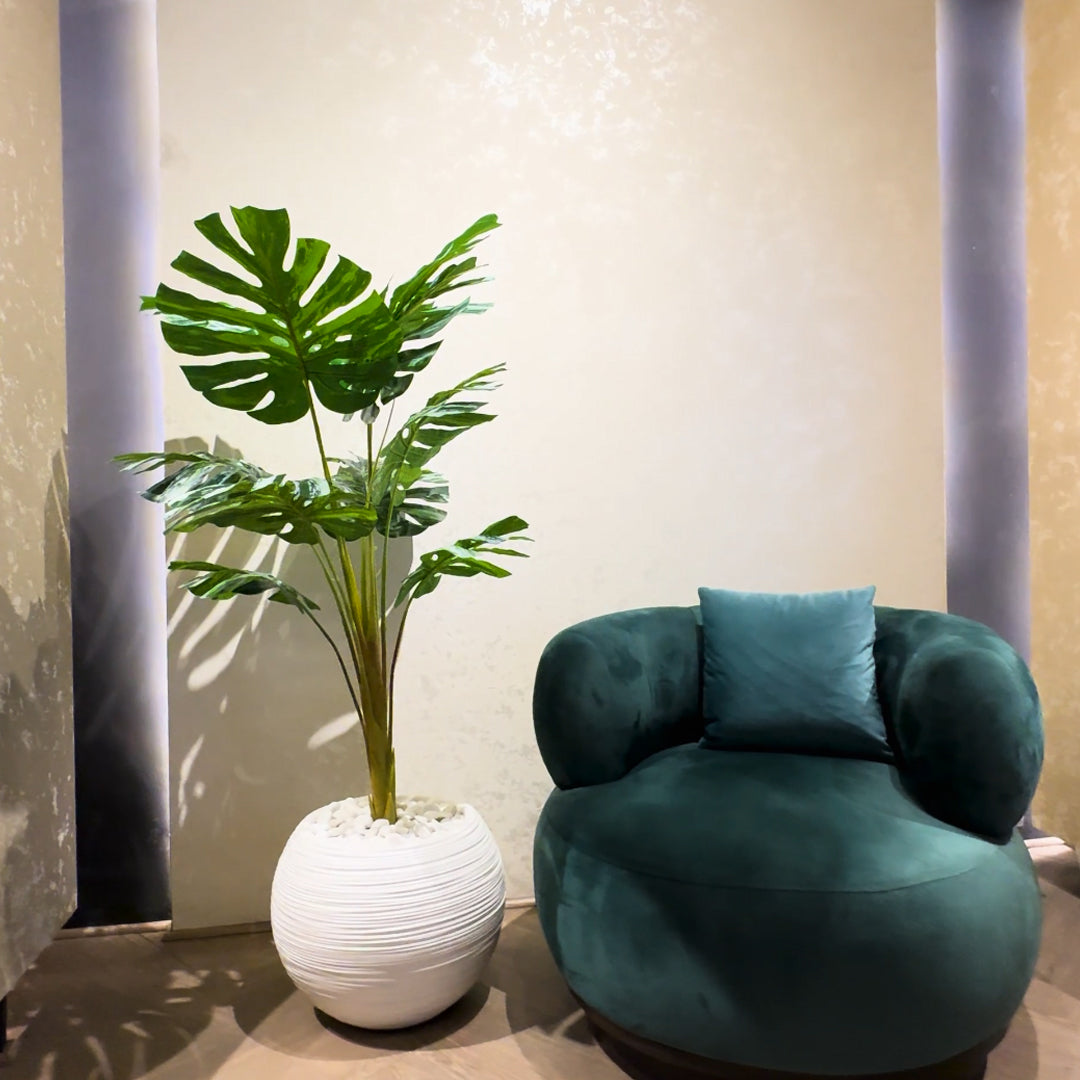 Monsteria Plant with Aura Round Planter