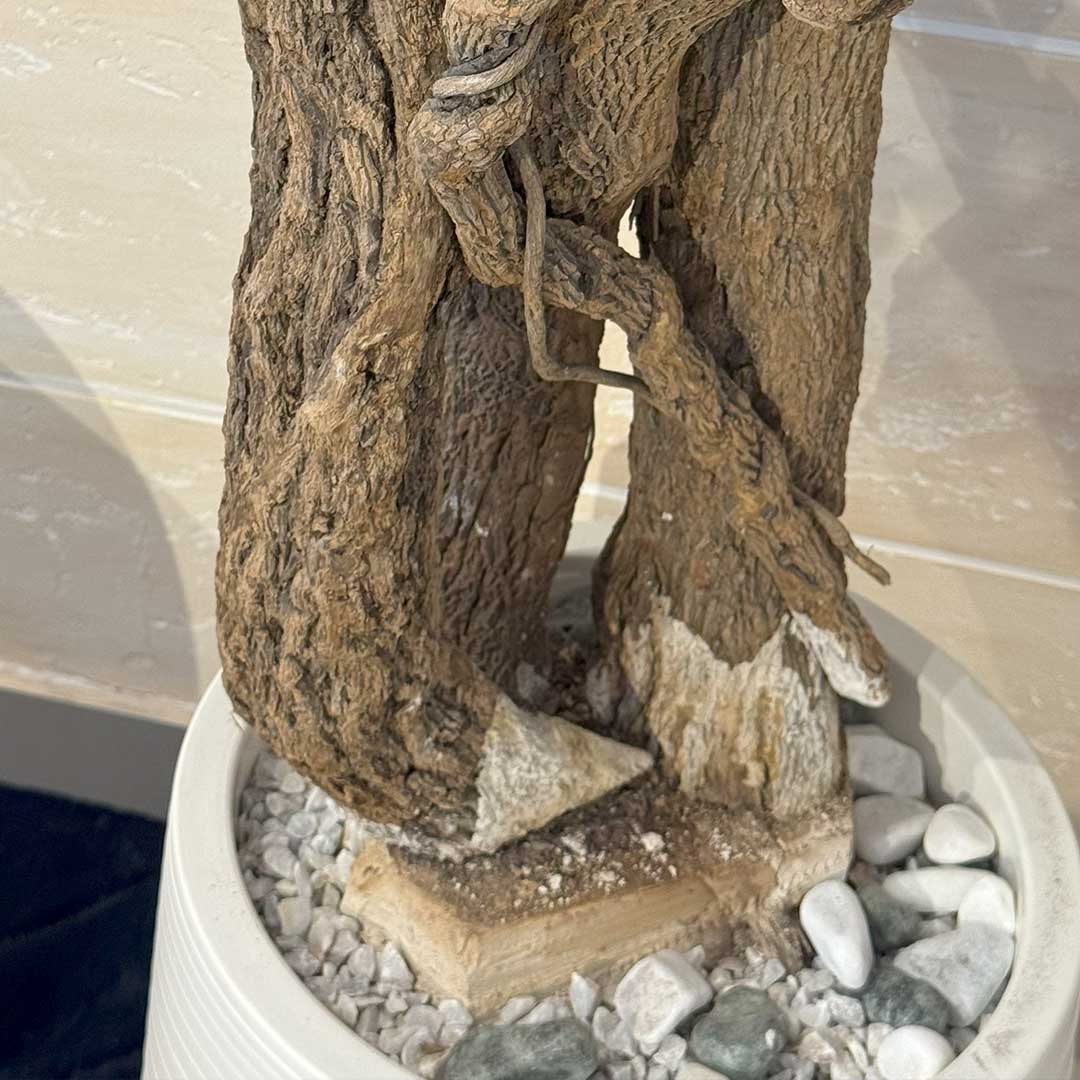 Ficus Tree with Medium Spiral Planter