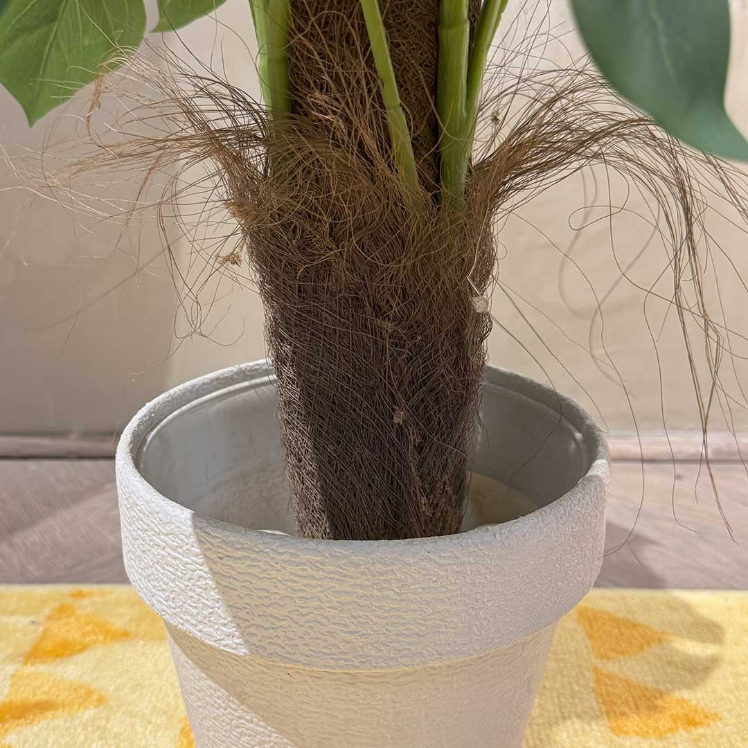 Swiss Cheese Plant