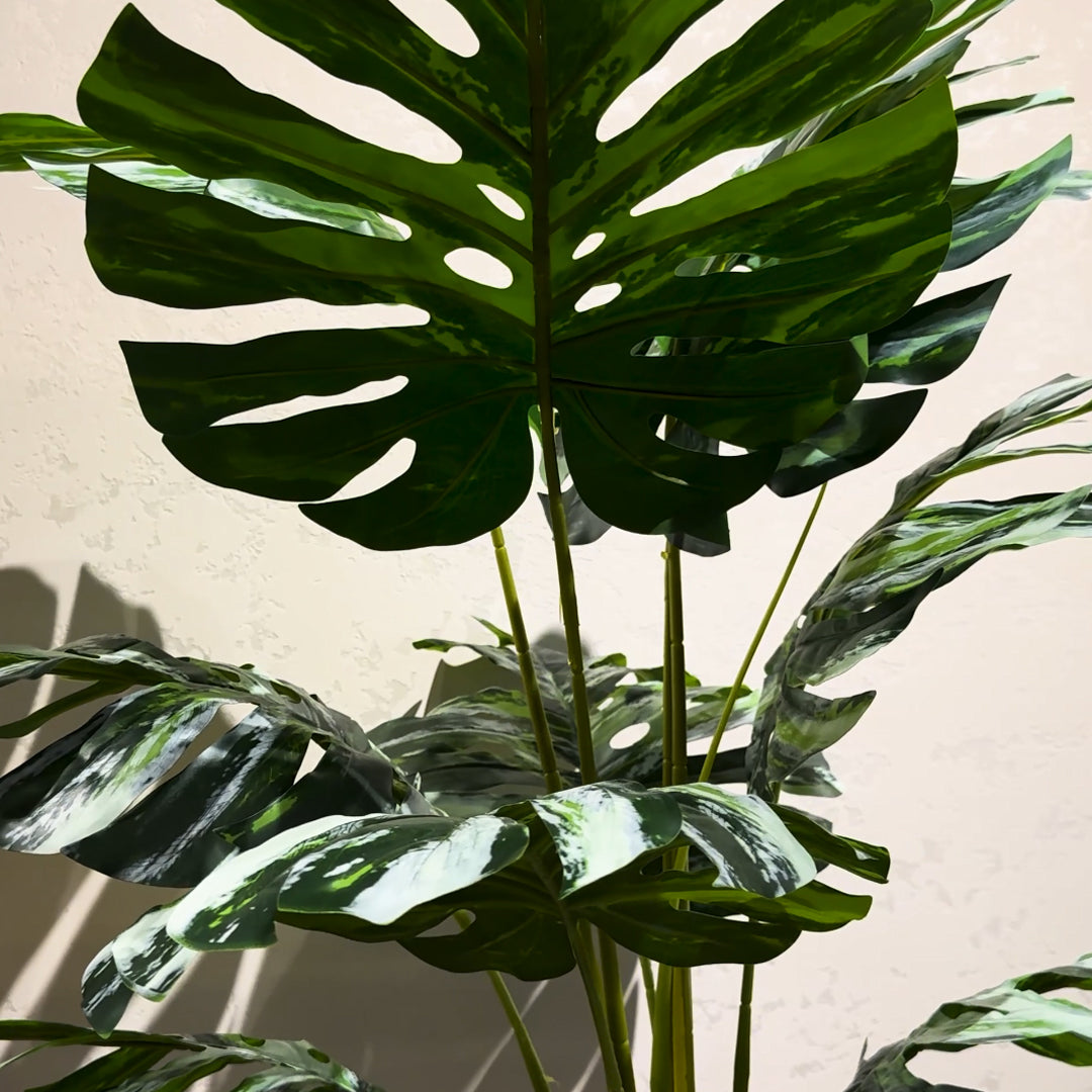 Monsteria Plant with Aura Round Planter