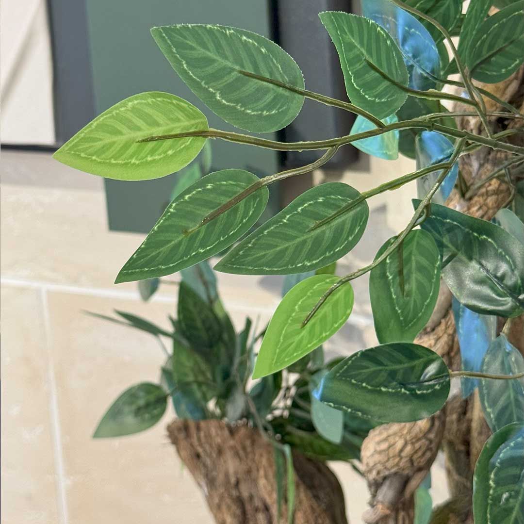 Ficus Tree with Medium Spiral Planter