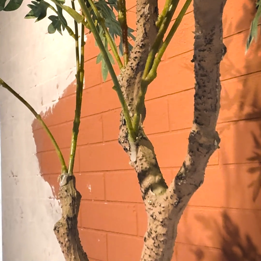 Artemisia Plant with Medium Spiral Planter