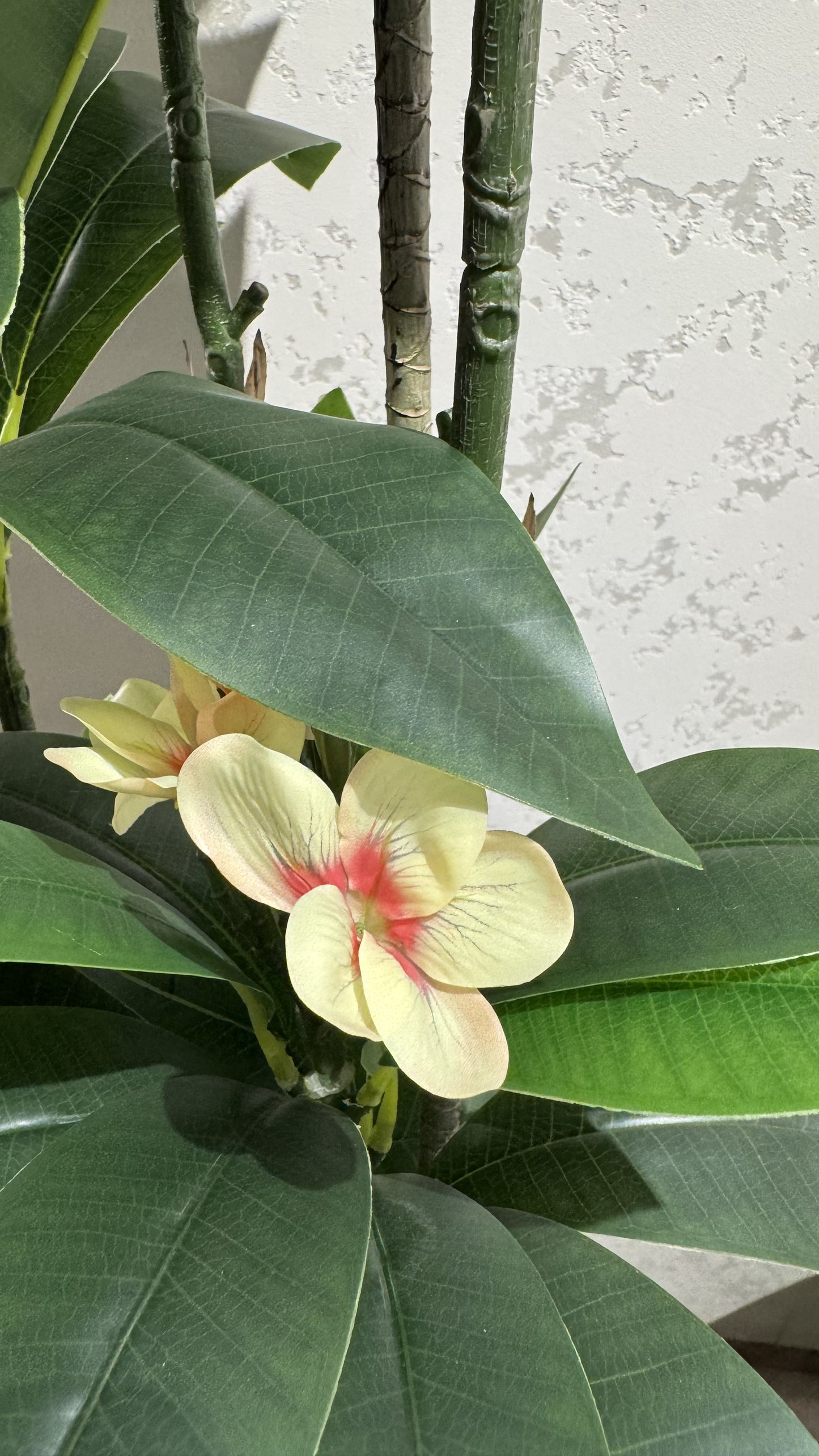 Plumeria (XL) with Medium Spiral Planter