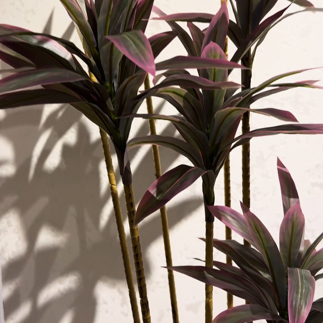 Dracaena Plant