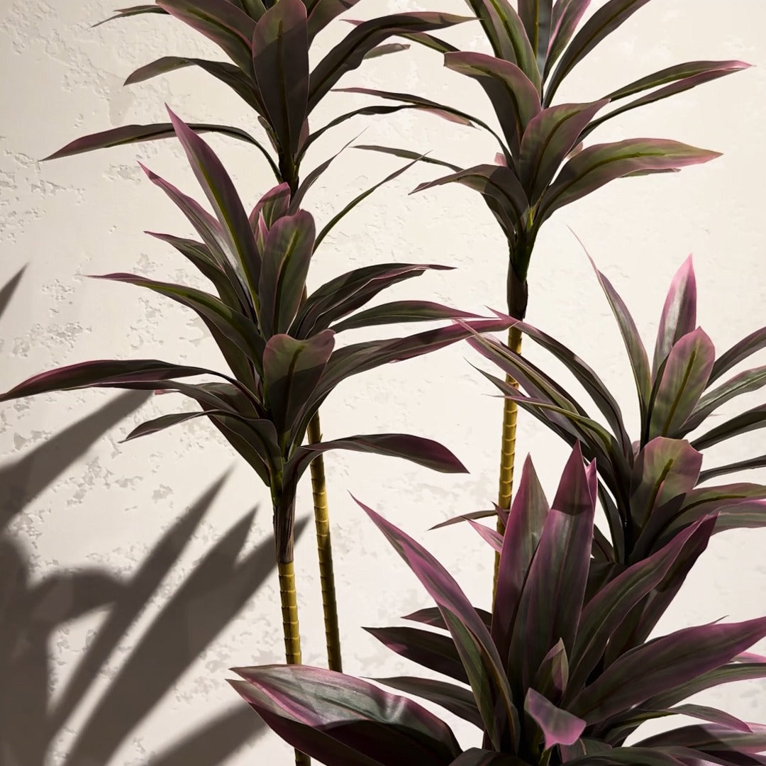 Dracaena Plant