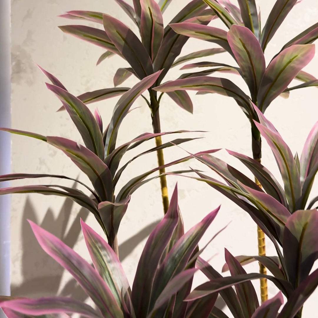 Dracaena Plant