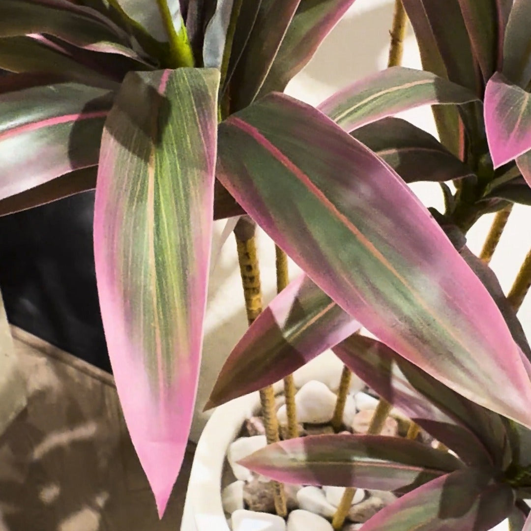 Dracaena Plant