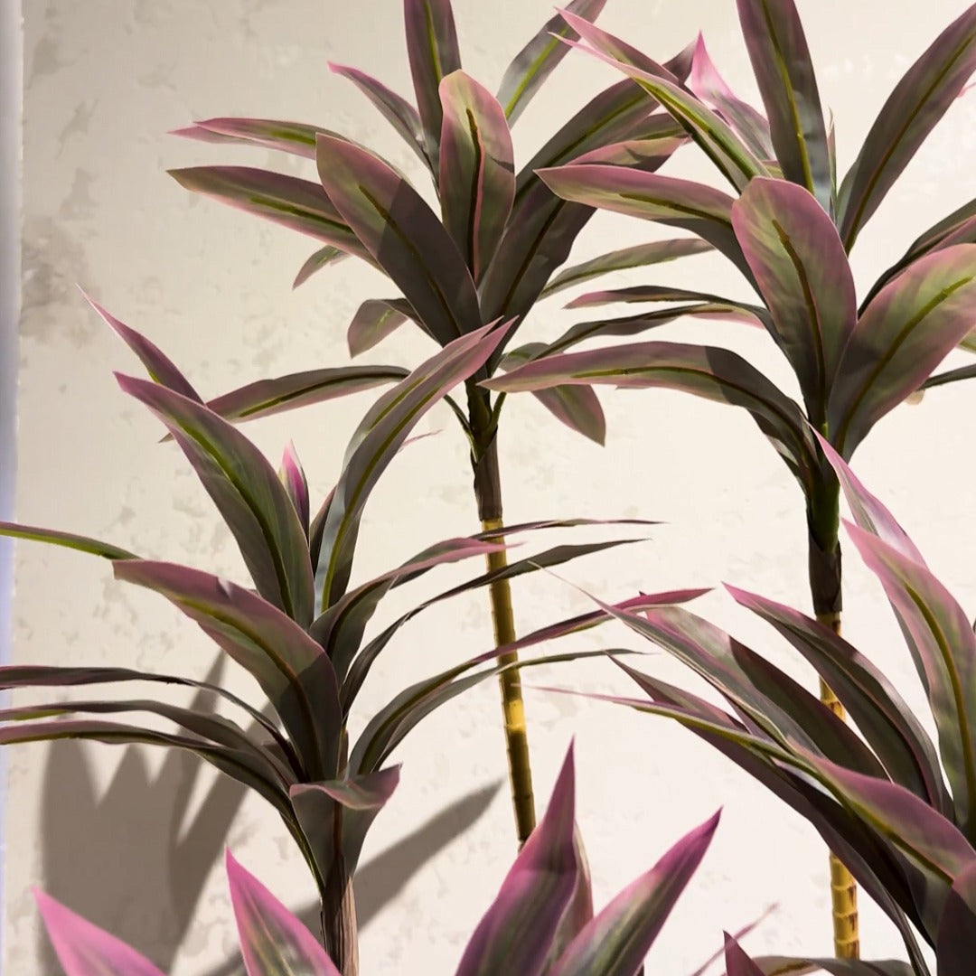 Dracaena Plant