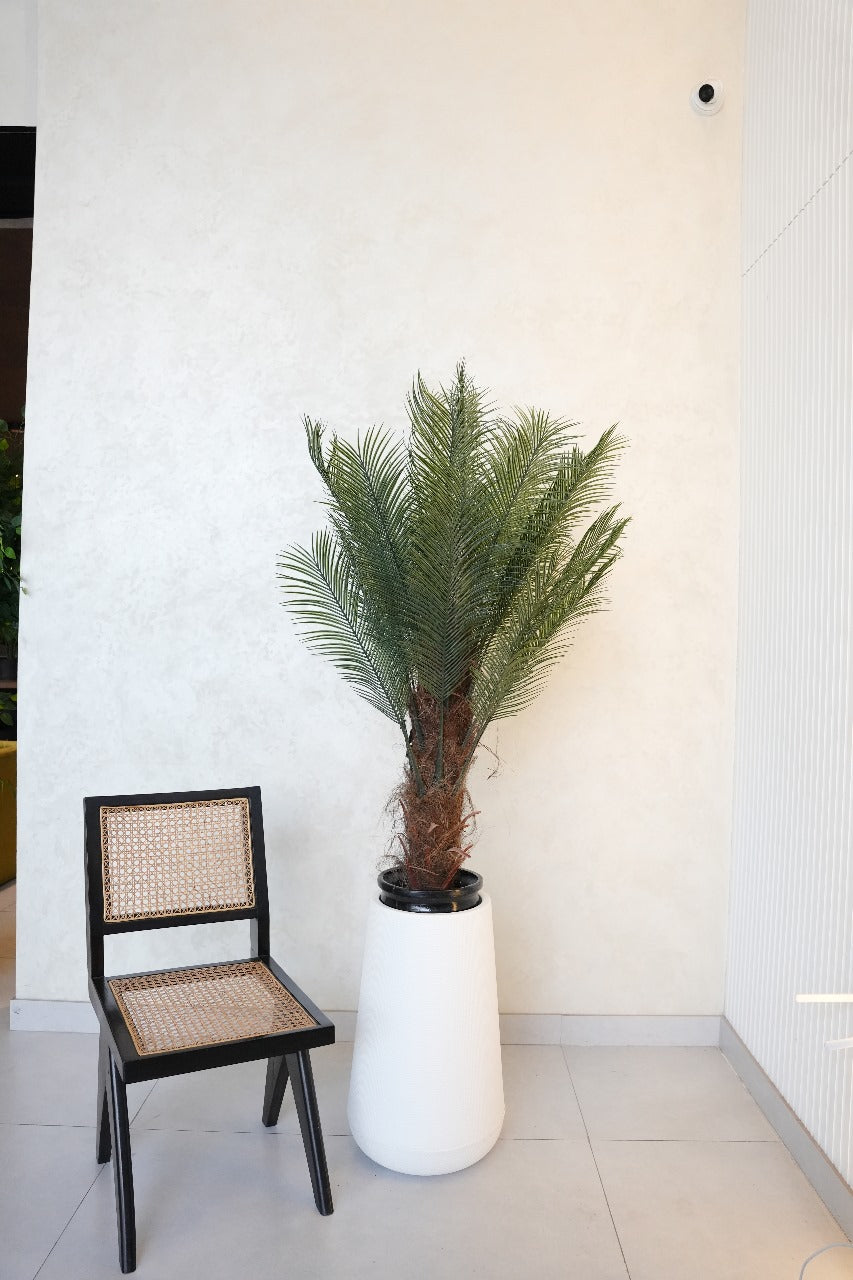 Cycus Palm