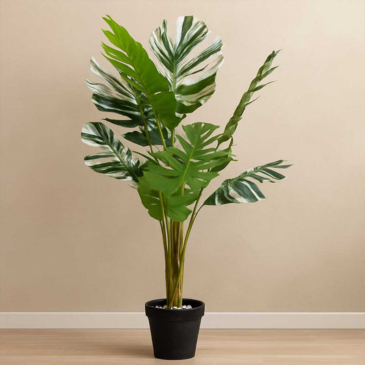 Mousteria Plant