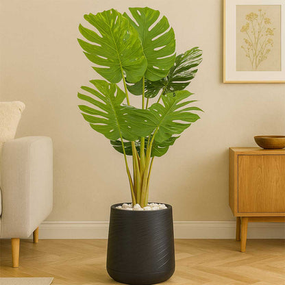 Monsteria with Medium Spiral Planter
