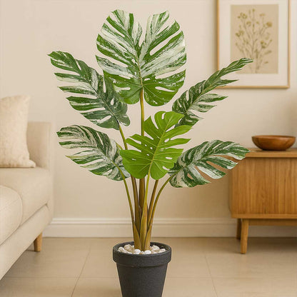 Monsteria Plant