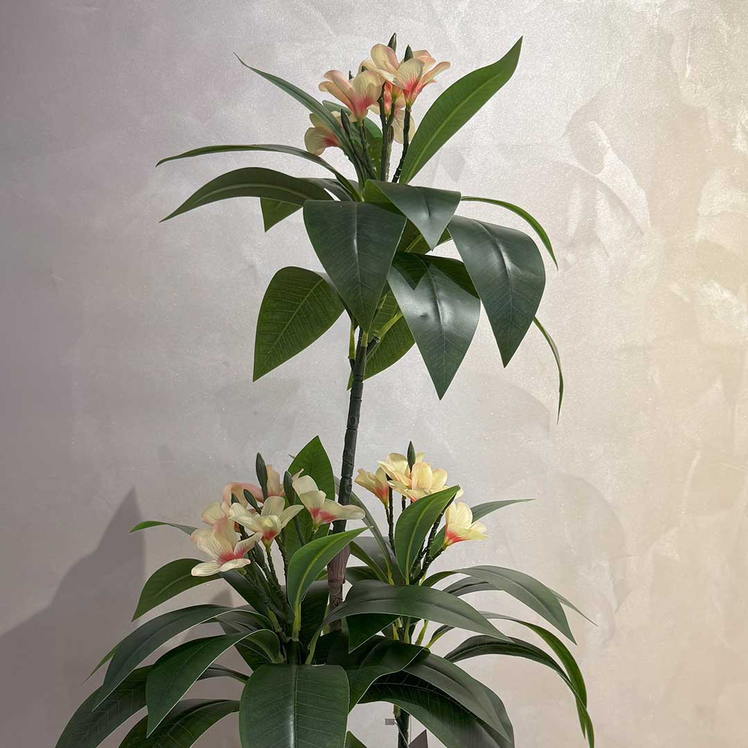 Plumeria Large