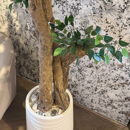 Ficus Tree with Medium Spiral Planter