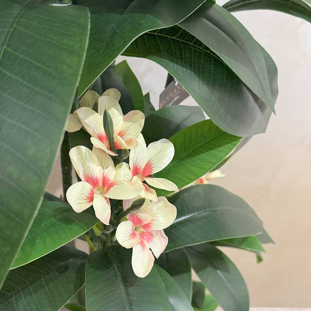 Plumeria Large