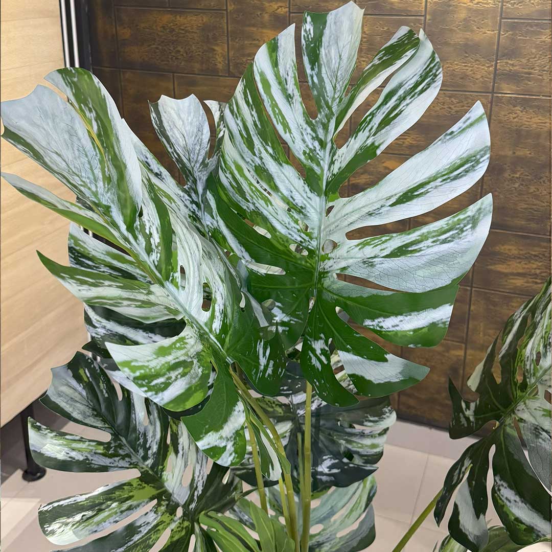 Monsteria Plant
