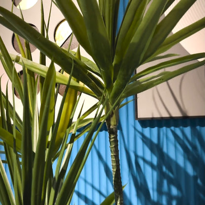 Yucca Plant with Large Spiral Planter