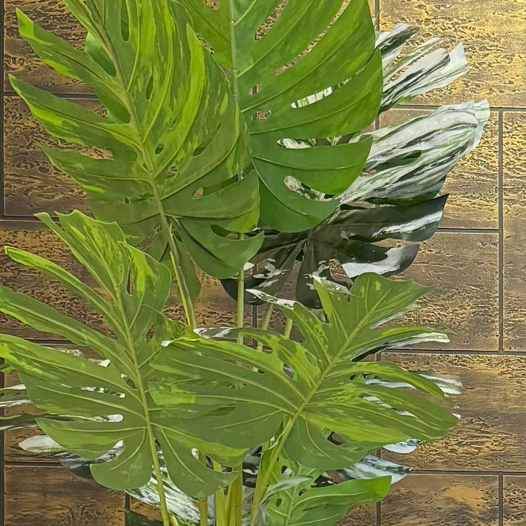 Monsteria with Medium Spiral Planter