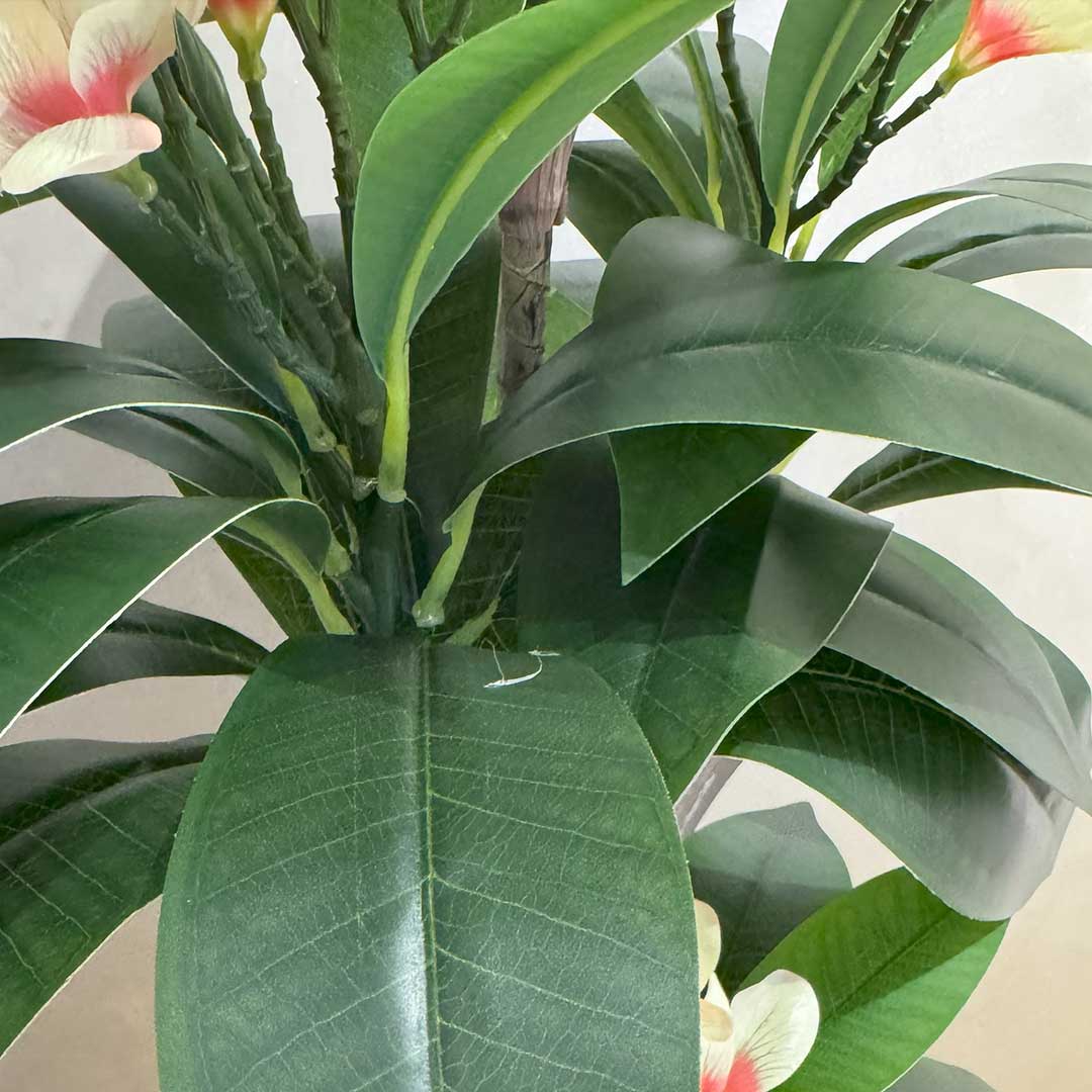Plumeria Large
