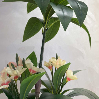 Plumeria Large