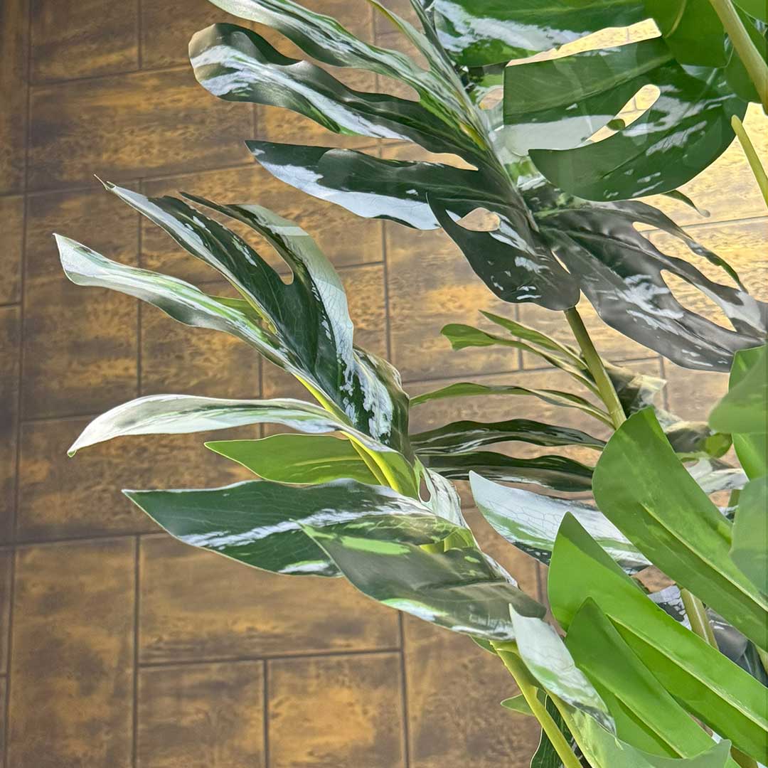 Monsteria Plant