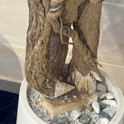 Ficus Tree with Medium Spiral Planter