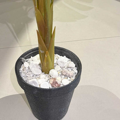Monsteria Plant