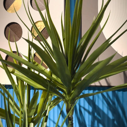Yucca Plant with Large Spiral Planter