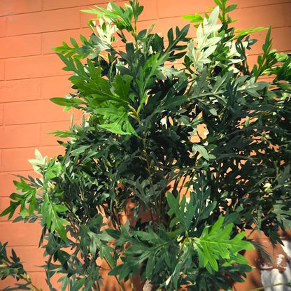 Artemisia Plant with Medium Spiral Planter