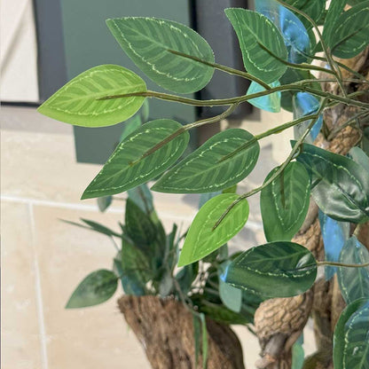 Ficus Tree with Medium Spiral Planter