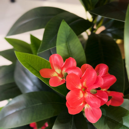 Plumeria Medium with Medium Spiral Planter