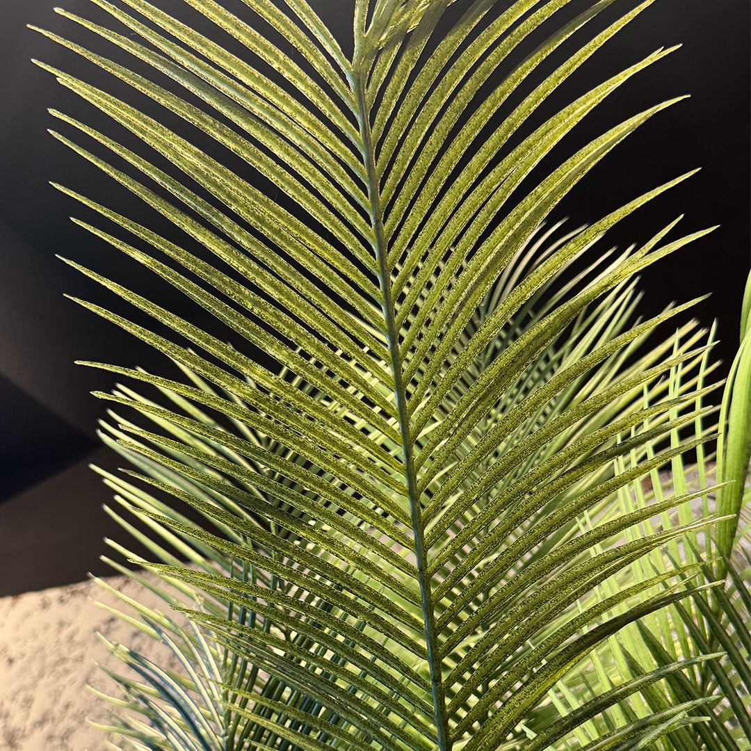 Sago Palm Large