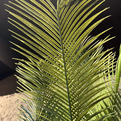 Sago Palm Large