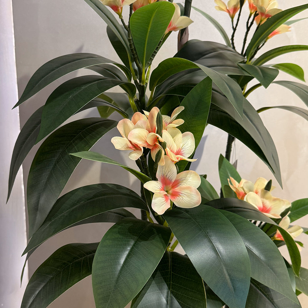 Plumeria (XL) with Aura Round Planter