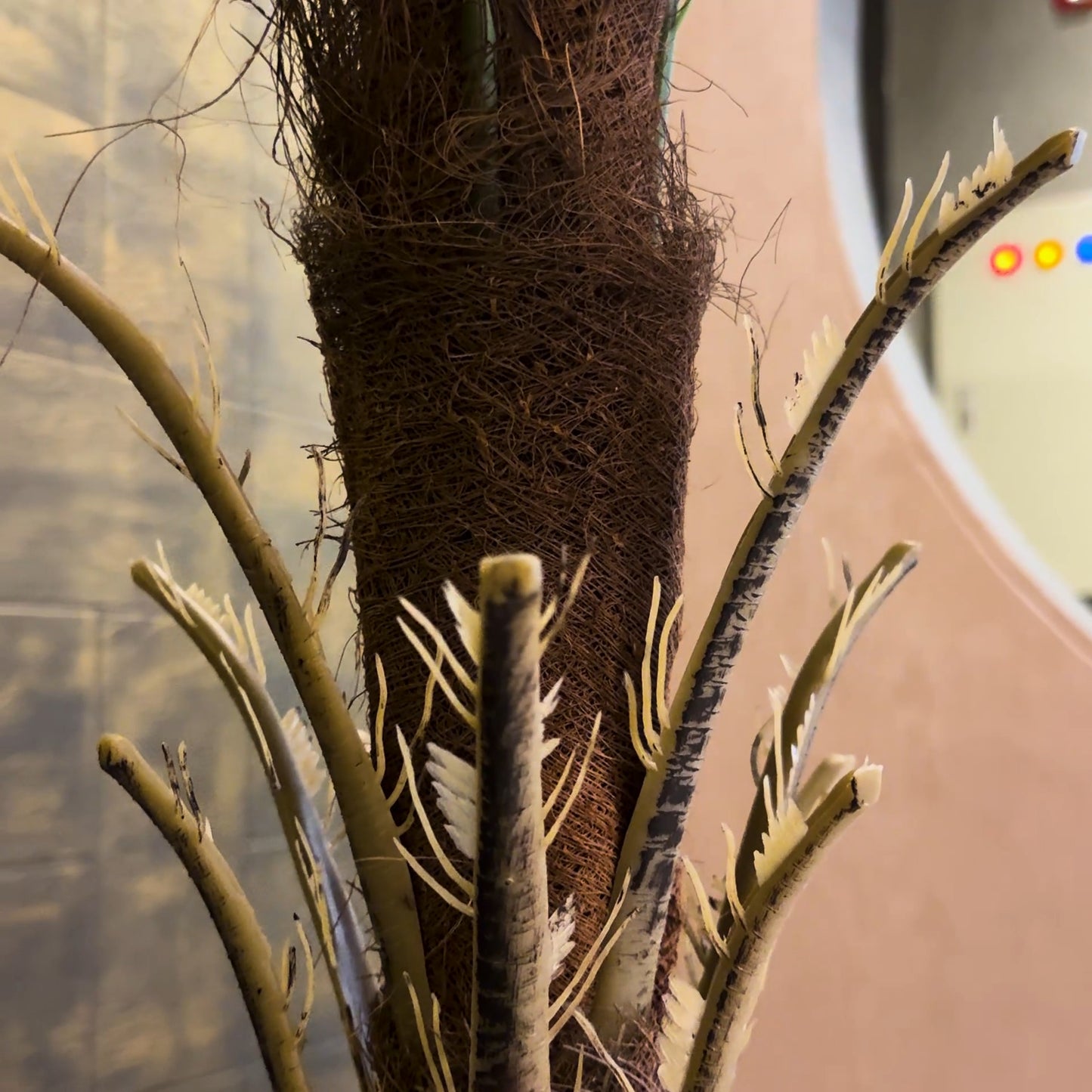 Sago Palm with Medium Spiral Planter