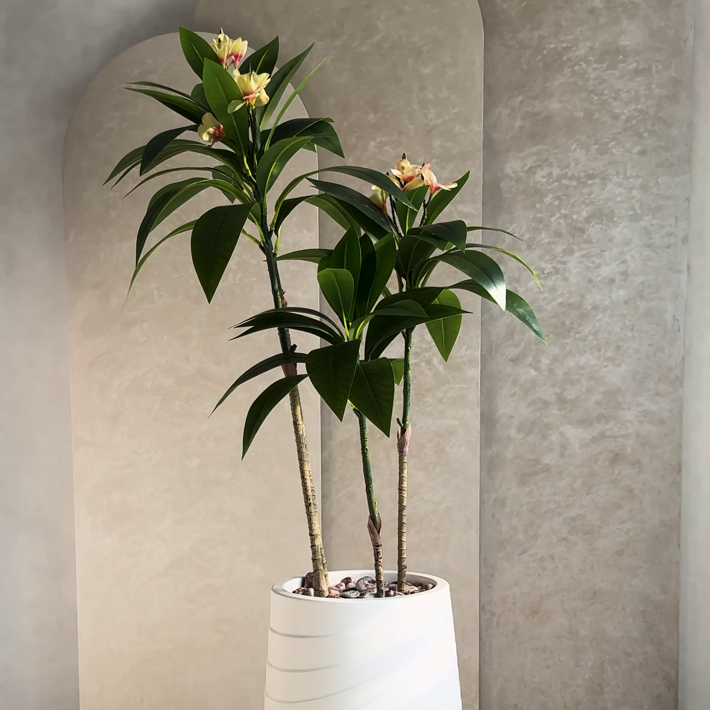 Plumeria Small with Medium Spiral Planter