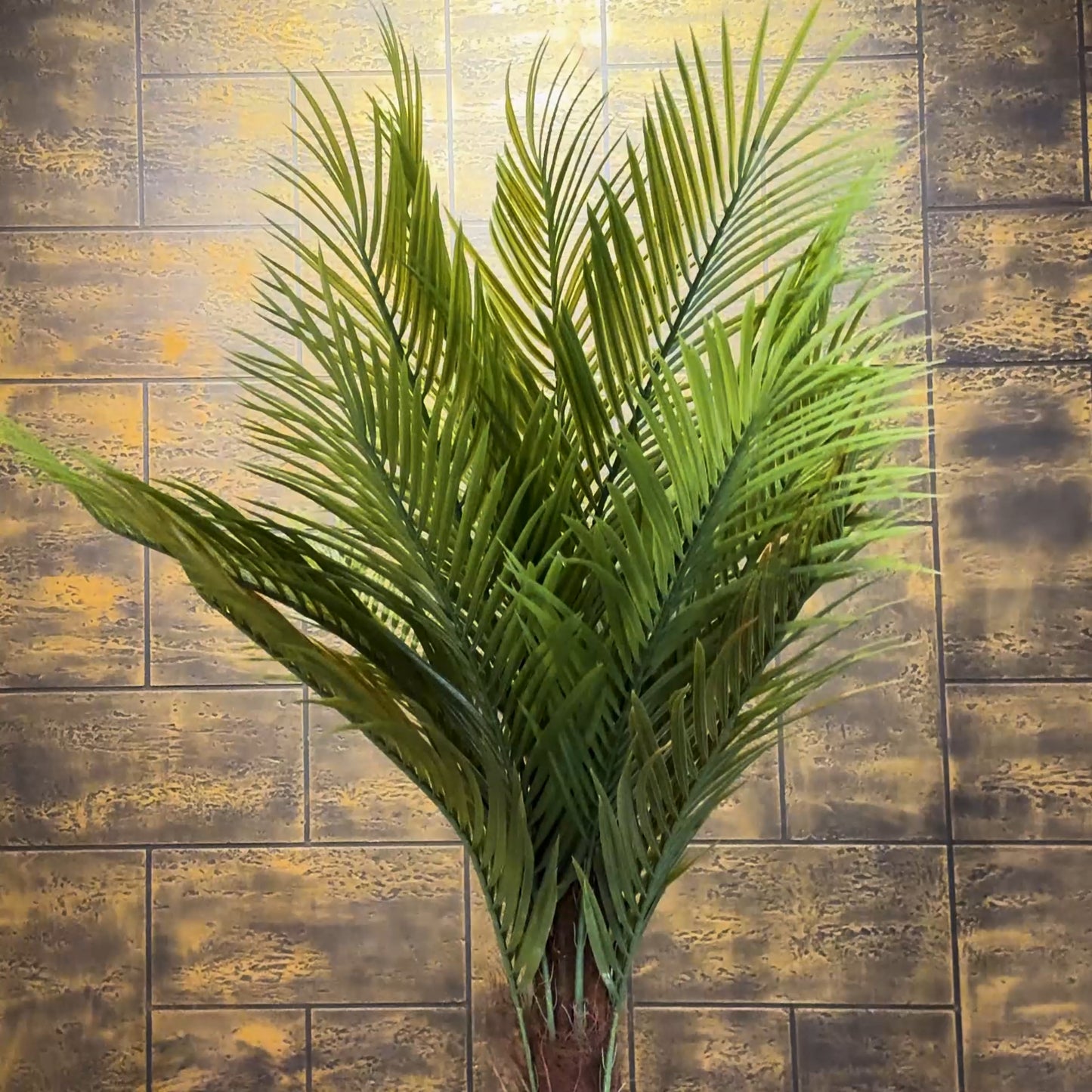 Sago Palm with Medium Spiral Planter