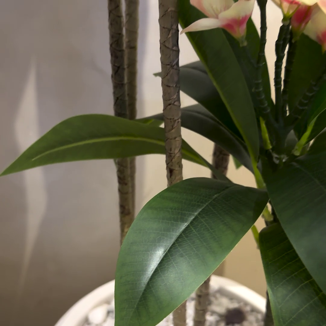 Plumeria (XL) with Aura Round Planter