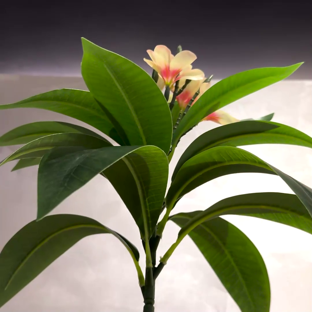 Plumeria (XL) with Aura Round Planter