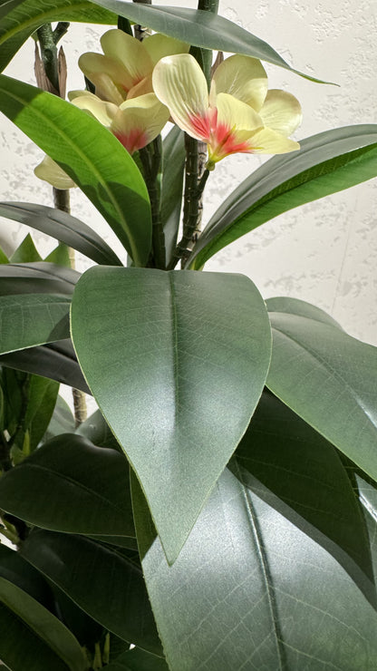 Plumeria (XL) with Medium Spiral Planter