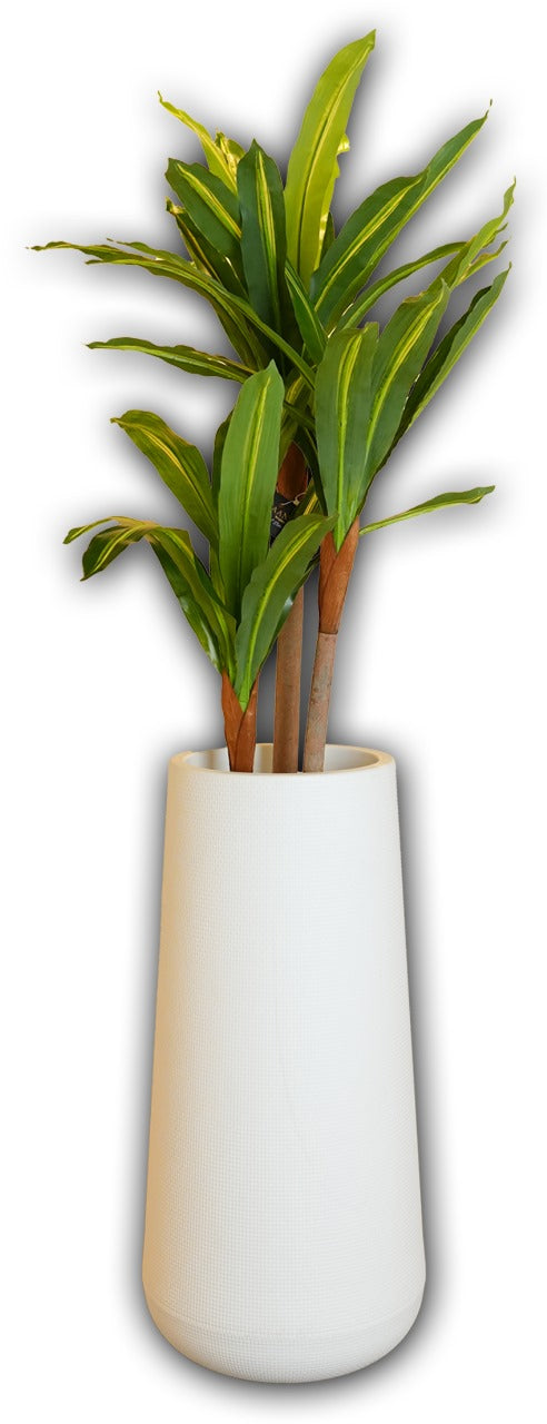 Dracaena Fragrans